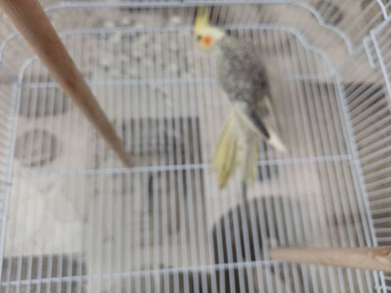 2 hand tame cockatiels
