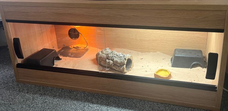 3ft Vivarium With Berber skink