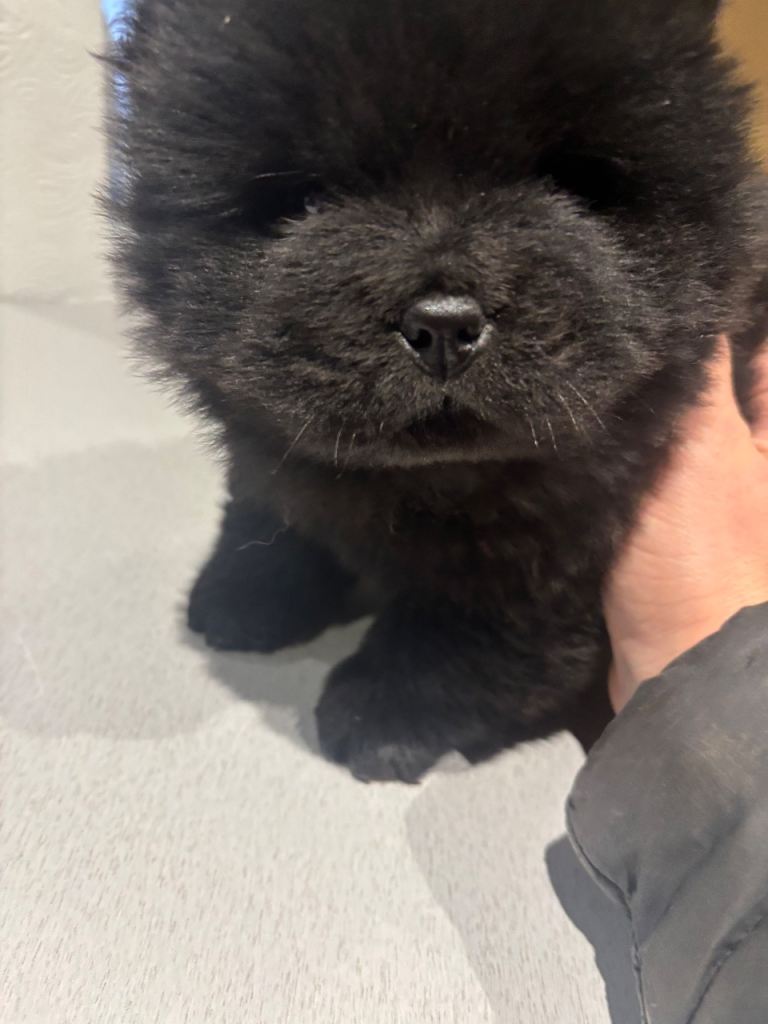2 black male chow chows ready to go 1st Feb 