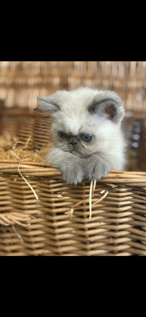 Persian exotic kitten 
