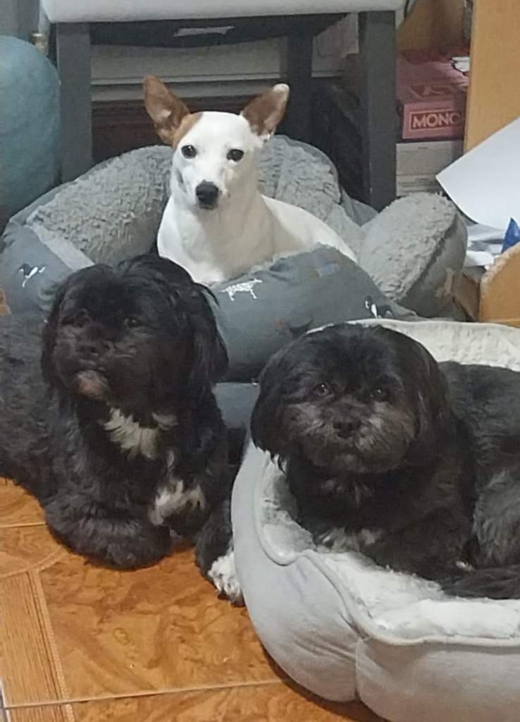 Minature jack Russell 