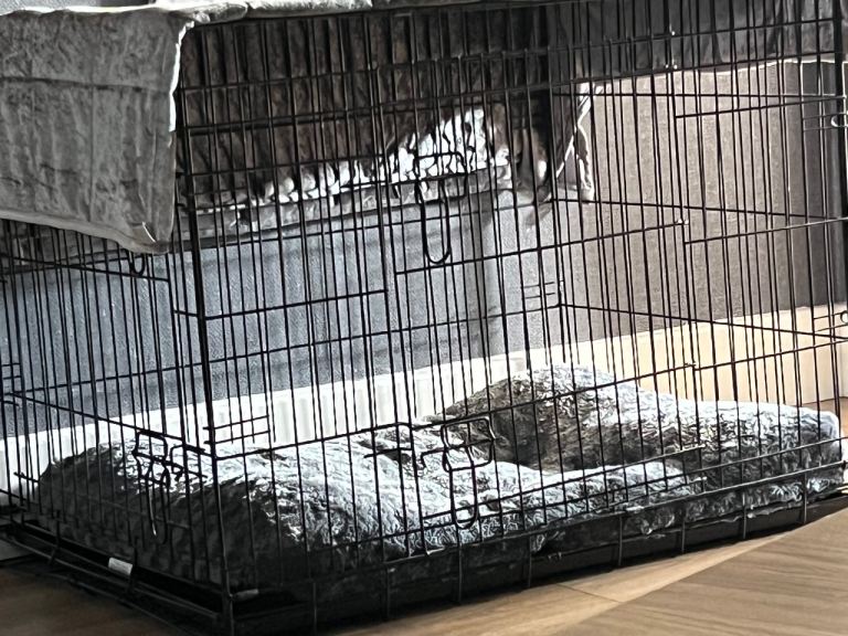 Medium to Large Dog Crate 