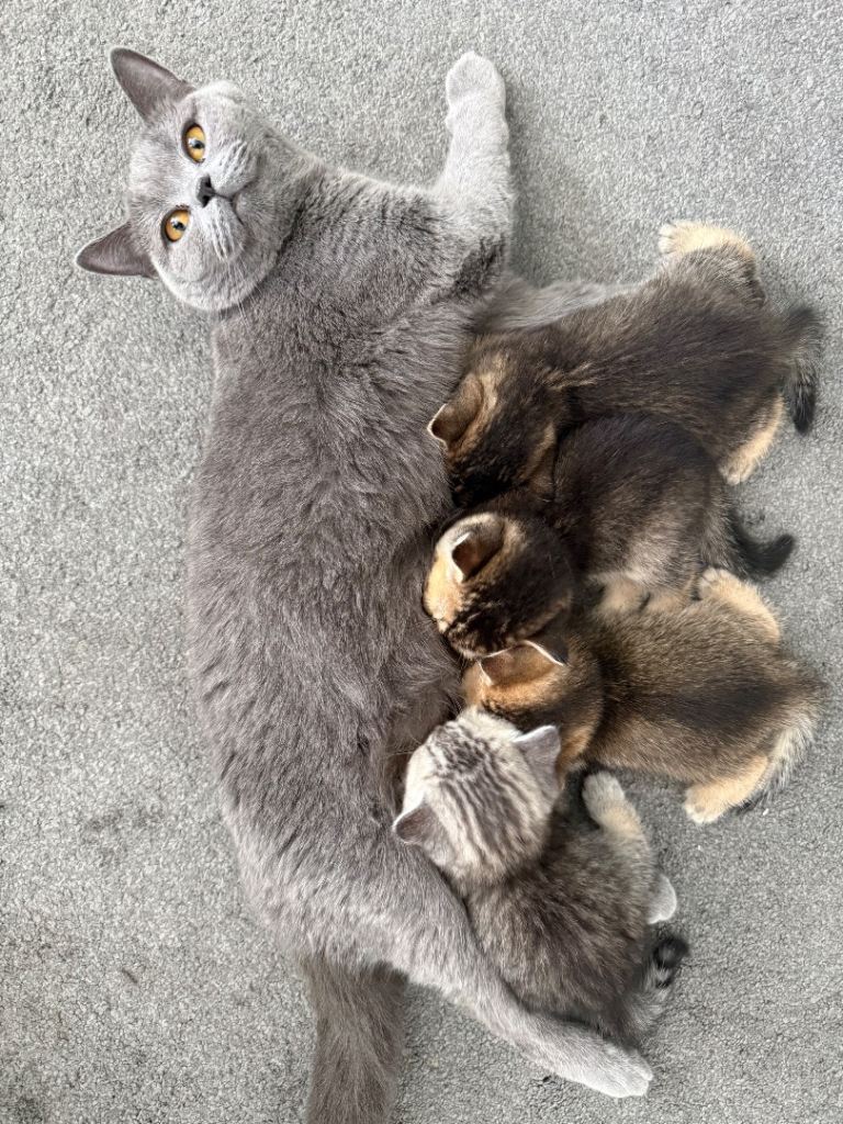 British Shorthair Kittens