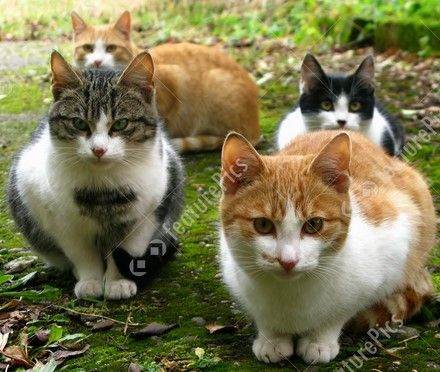 FREE - cat-sitting, house-sitter available this weekend onwards - London area. 