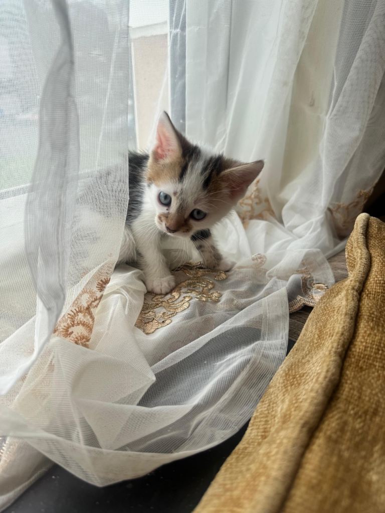 KITTENS FOR SALE