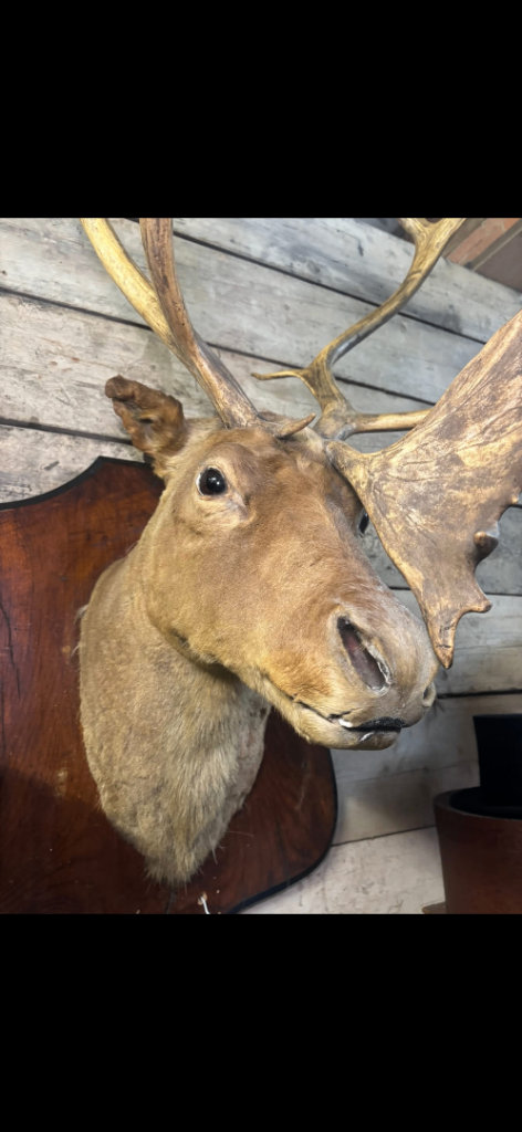 Taxidermy reindeer Head 
