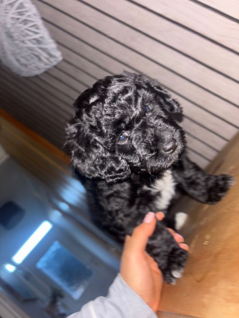 Gorgeous puppies- 3 remaining 