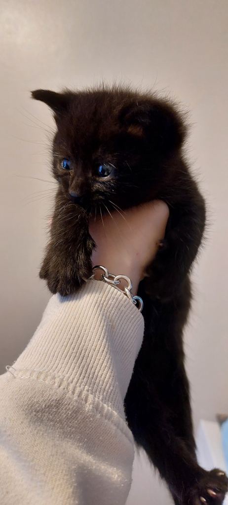 image for Kittens for sale