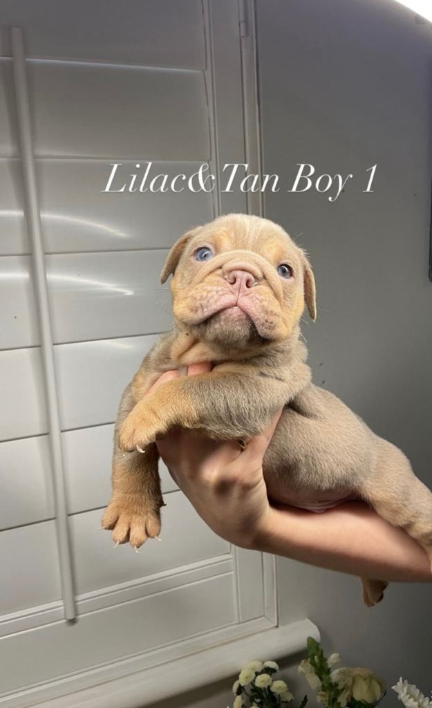 💙💙All 4 Male English Bulldog Puppies💙💙