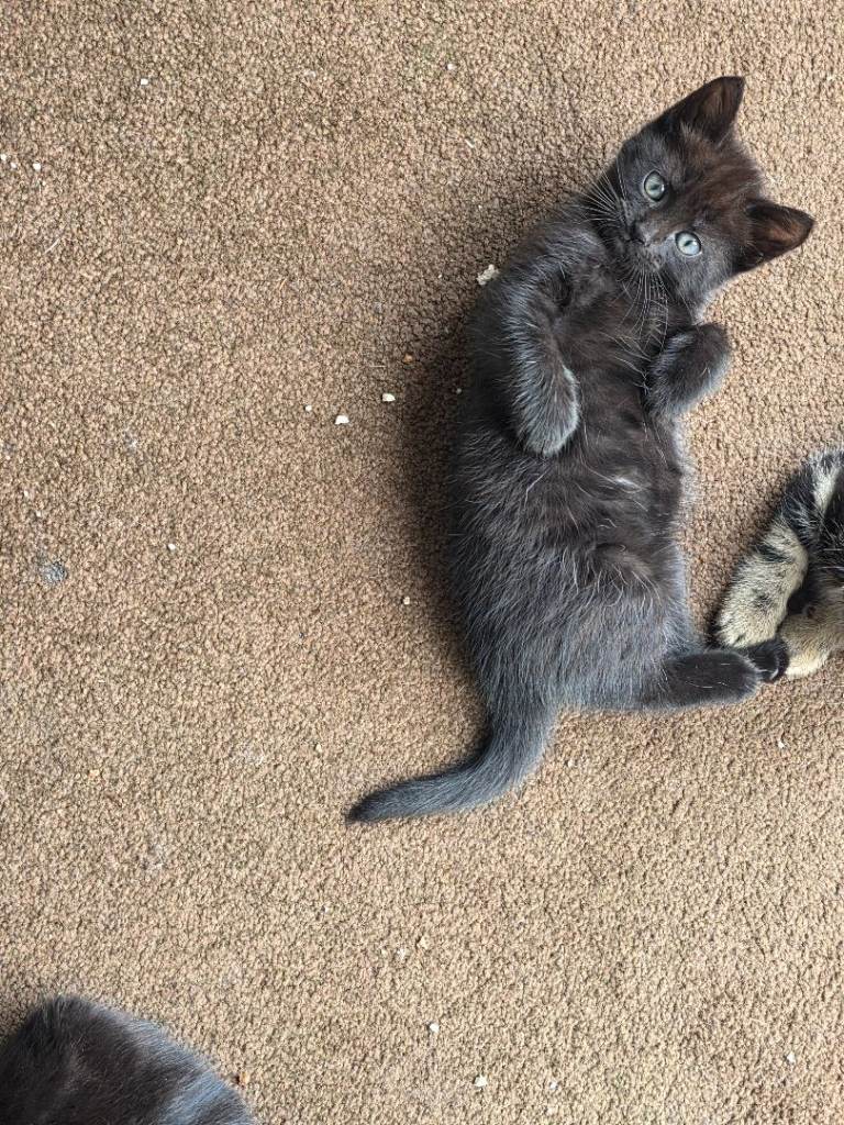 Black kittens 