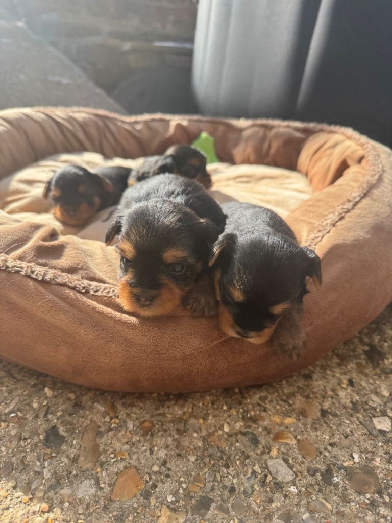 Miniature Yorkshire terrier