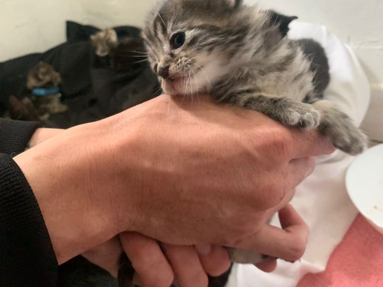 Kittens looking for a new home 
