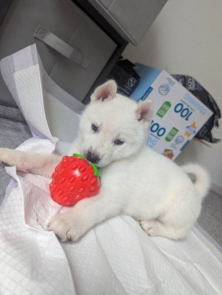 Stunning last little huskita girl left 