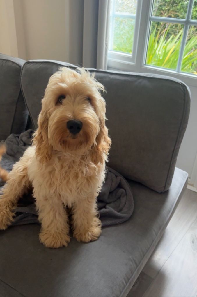 5 month old Cockapoo looking for a new home 🐾