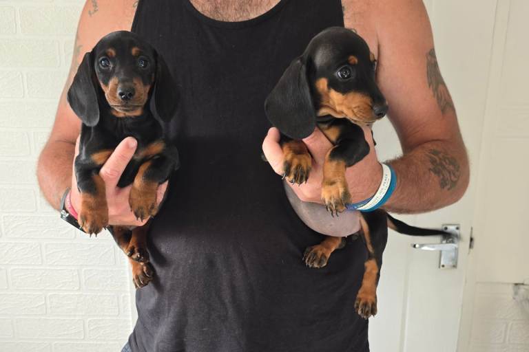 Beautiful dachshund puppies 
