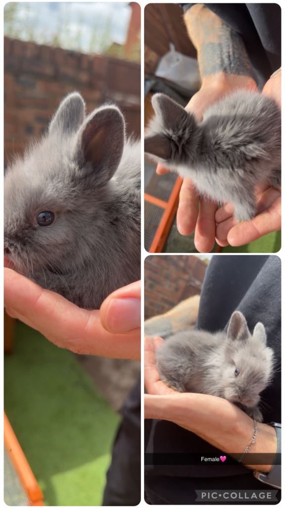6 Beautiful Lionhead Bunnies