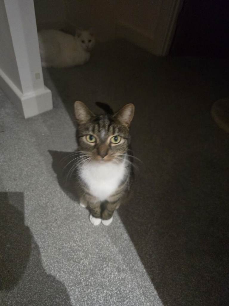 Peach needs rehoming 