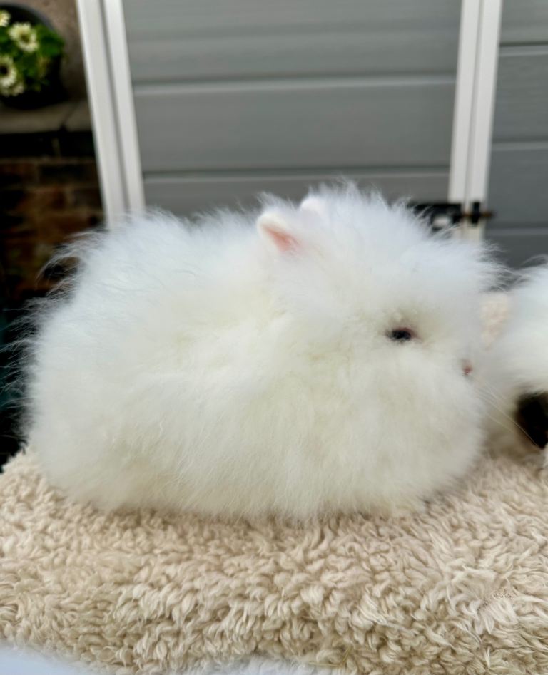 Lionheads Bunnies 