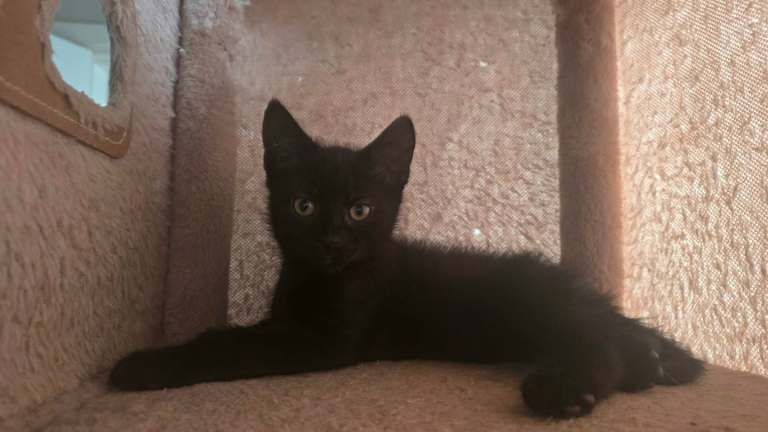 Beautiful British Shorthair Male Kitten – Ready for Loving Homes