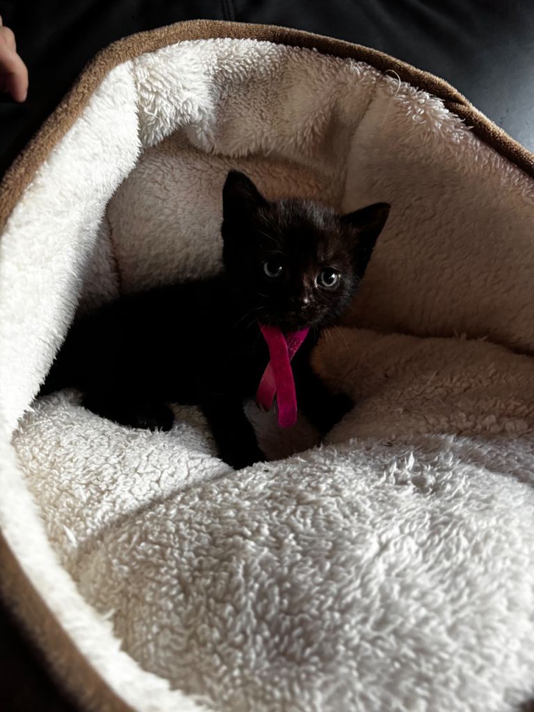 Beautiful Kittens Looking For Home