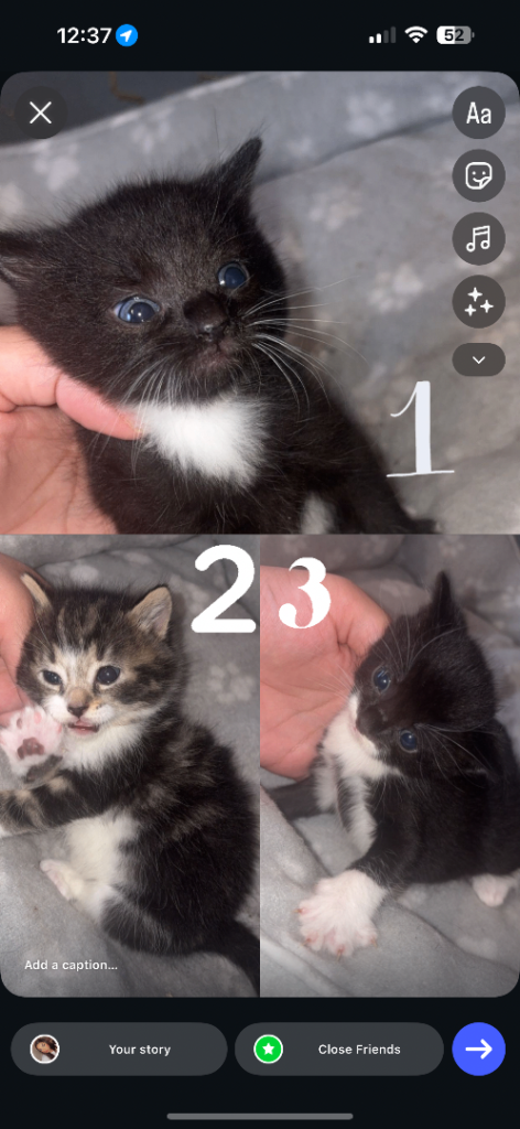 Domestic ShortHair Kittens 