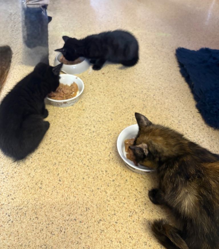 Stunning kittens for sale 