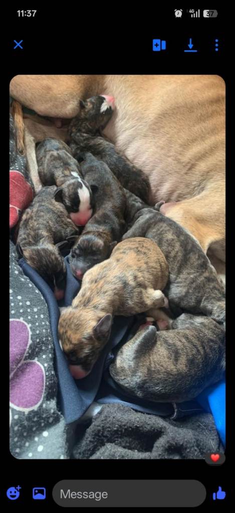 Lurcher puppies 