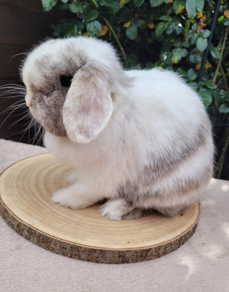 Purebred mini lop bunnies & Adults available 