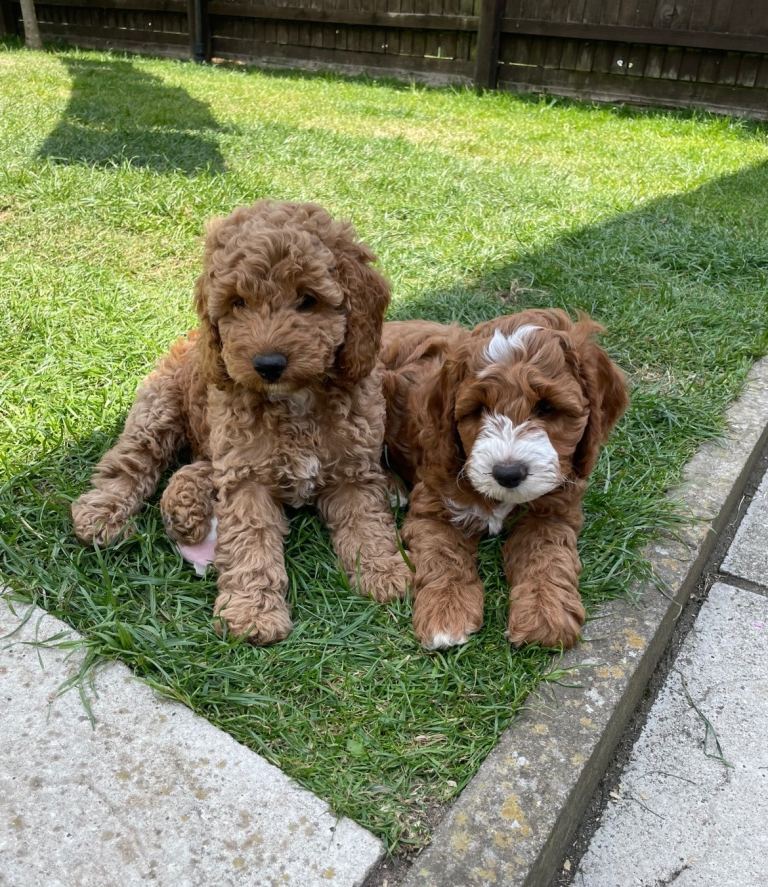 Ready Now!  Cockapoo puppies 🐾