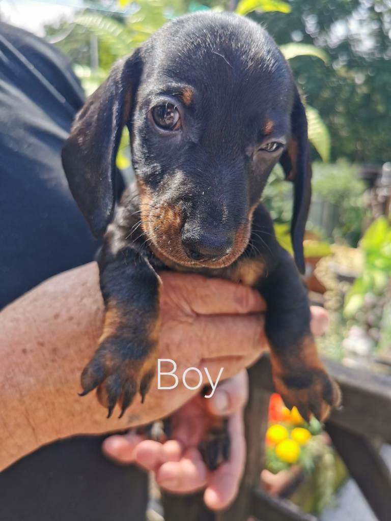 Daschund puppies