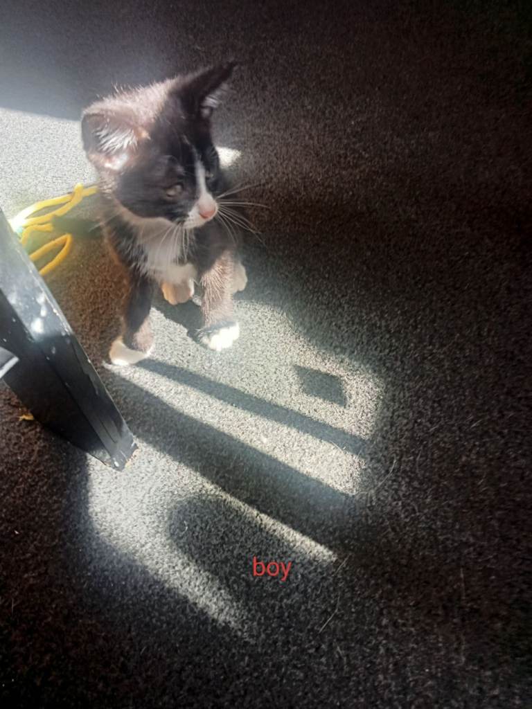 Kittens for sale 