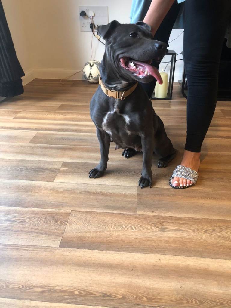 2 year old female blue staff