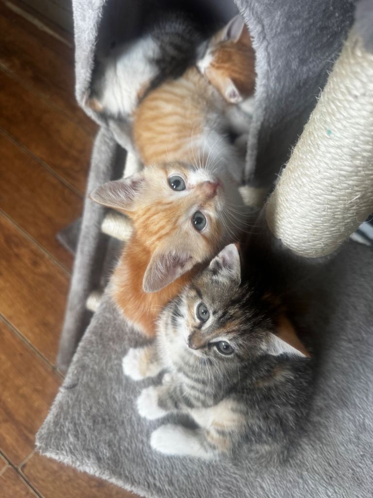 4 beautiful tabby x calico kittens