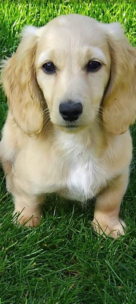  longhaired miniature dachshund 