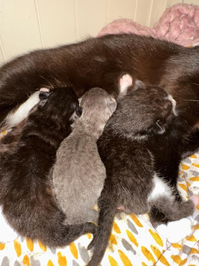 Black and white kitten for sale. 