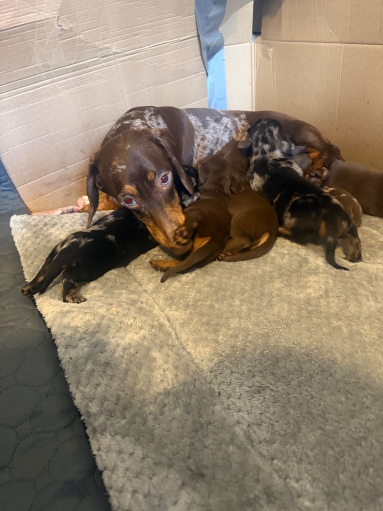 Miniature dachshund 