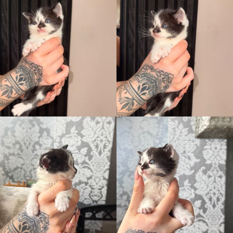 LAST MALE KITTEN REMAINING-£120