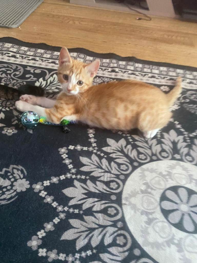 Male ginger tabby cat 