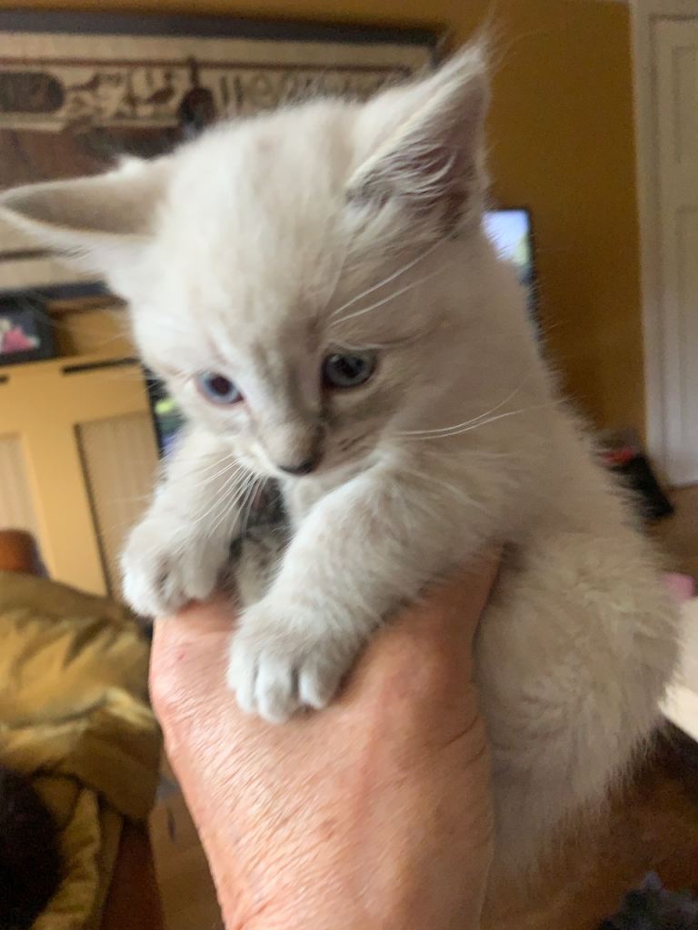 These wee beauties are ready for their new home w/e May 15th