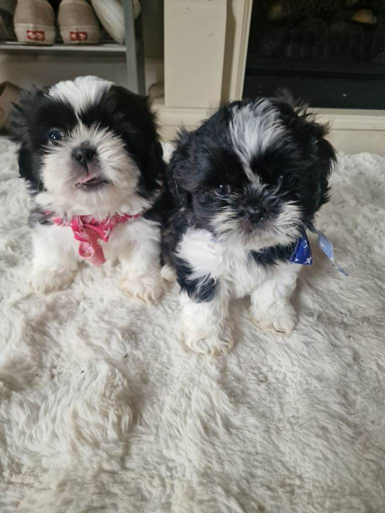 Shih tzu puppies