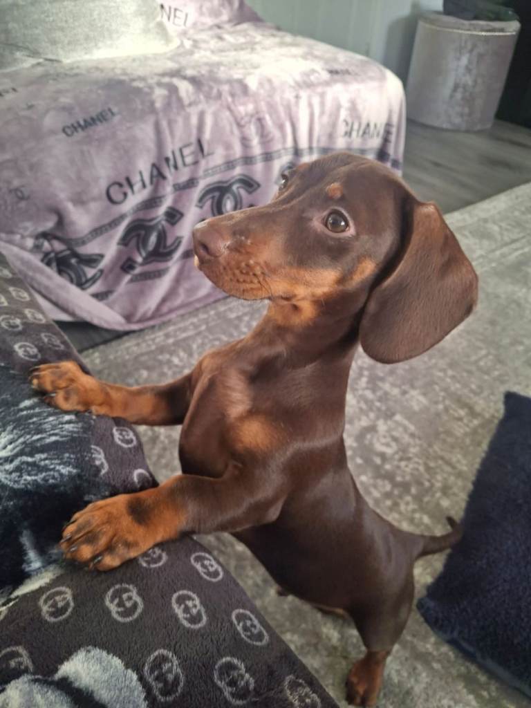 Miniature Dashund puppy