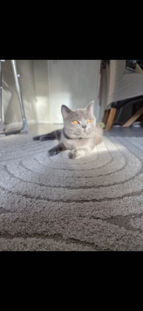 Blue british shorthair female 