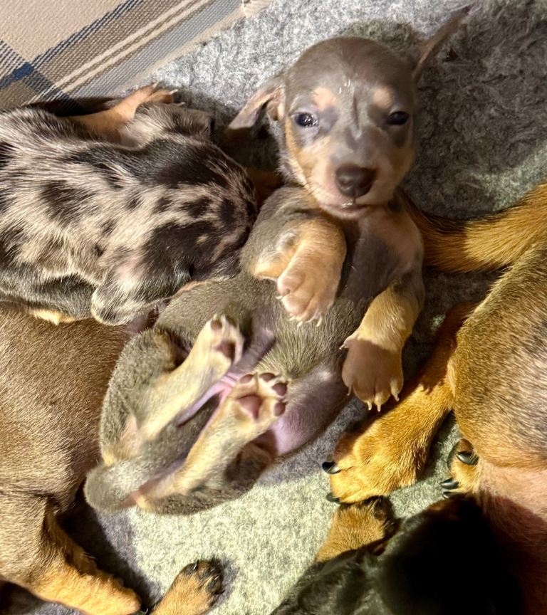 Silver & Fawn Miniature Dachshund Puppy