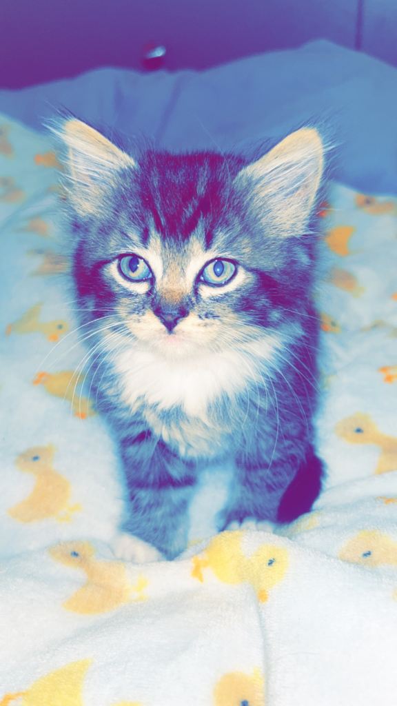 4 Russian Blue Kittens / 1 Black & White 