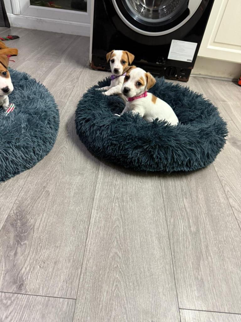 8 Week Old Jack Russel Puppies 