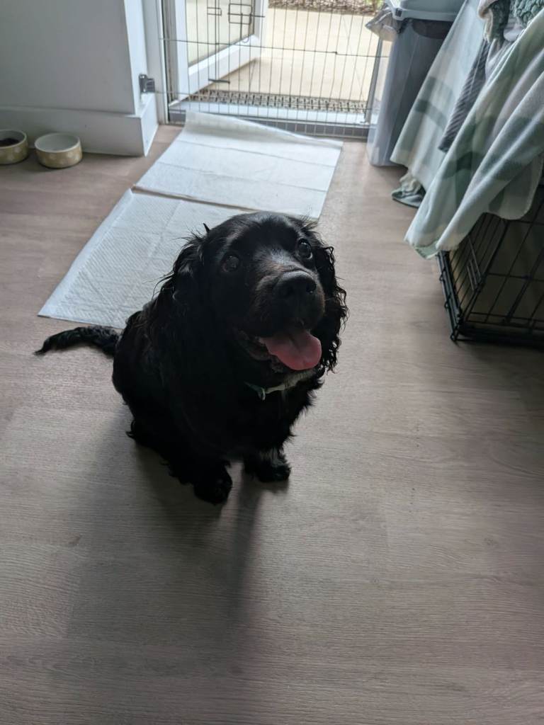 6 months old puppy 