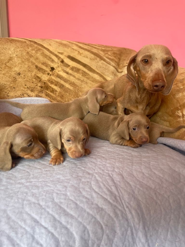 Pedigree miniature dachshunds