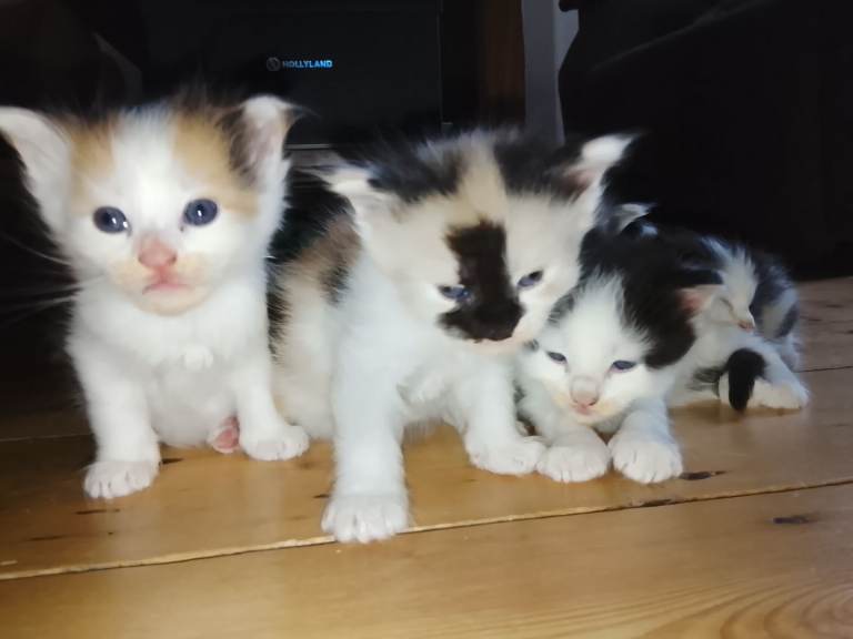 Beautiful Maine Coon kittens