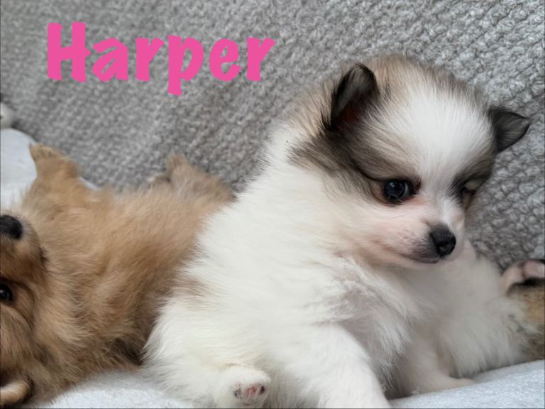 Pomeranian Puppies Ready To Reserve Now