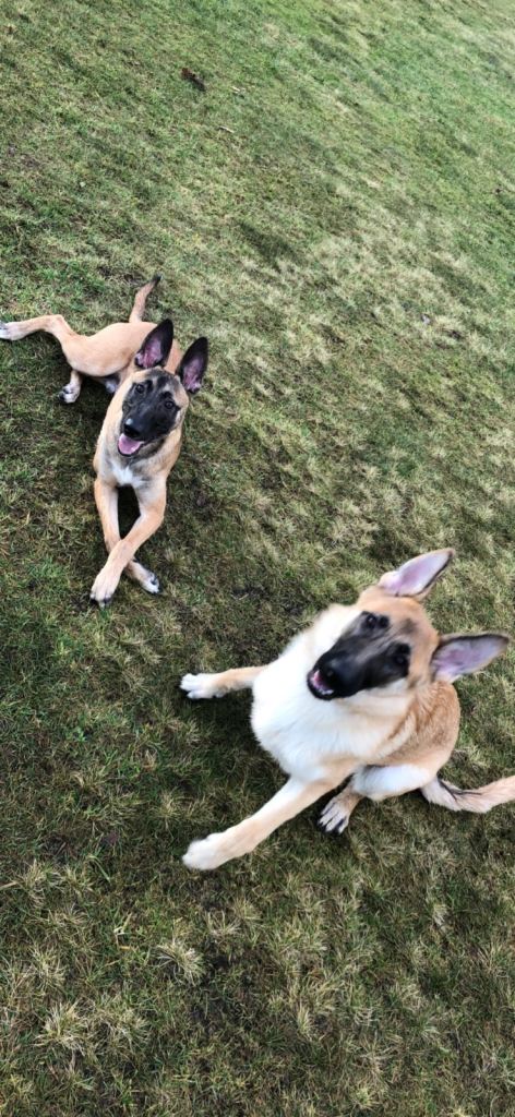 Belgian Malinois puppys